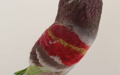 ROJO AM-300644 * 350 PUNTOS *