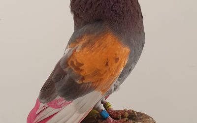 ROJO AM-300519 * 300 * PUNTOS *