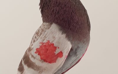 ROJO AM-300524 * 350 PUNTOS *