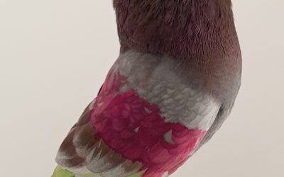 ROJO AM-377024 * 300 PUNTOS *