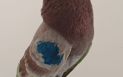 BAYO AM-300560 * 600 PUNTOS *