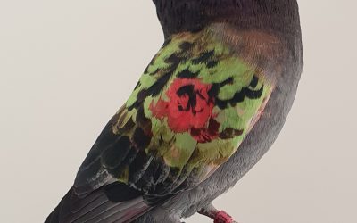 MAGAÑO AM-377027 * 350 PUNTOS *