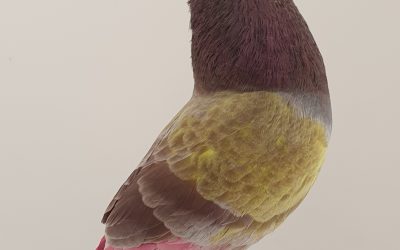 ROJO AM-300650 * 600 PUNTOS *