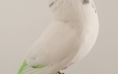 BLANCO AM-300528 * 200 PUNTOS *