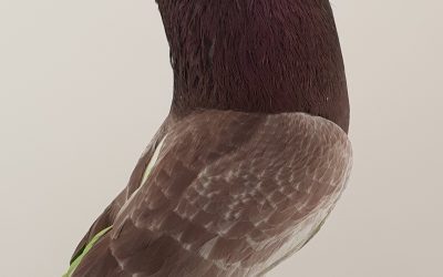 ROJO AM-300535 * 450 PUNTOS *