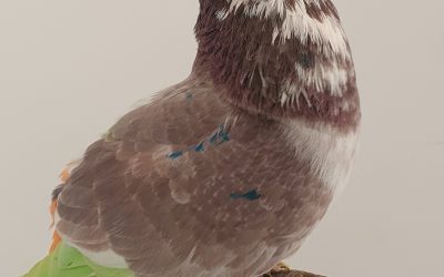 GAVINO DE ROJO AM-300612 * 400 PUNTOS *