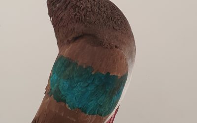 ROJO AM-300506 * 400 PUNTOS *