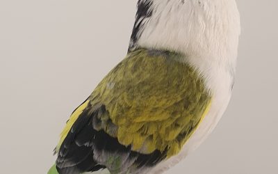 FIGURAS AM-300587 * 600PUNTOS *