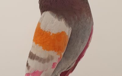 BAYO AM-377023 * 300 PUNTOS *