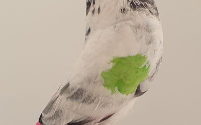 GAVINO AM-300589 * 400 PUNTOS *