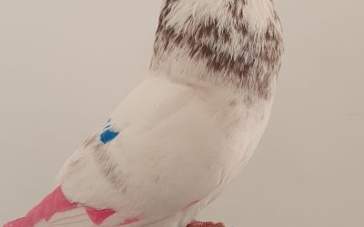 GAVINO DE ROJO AM-300622 * 200 PUNTOS *