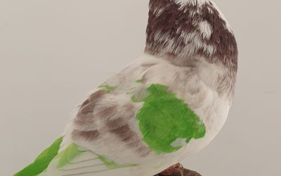 GAVINO AM-300597 * 300 PUNTOS *