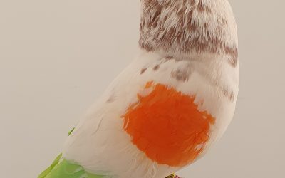 GAVINO AM-300520 * 550 PUNTOS *