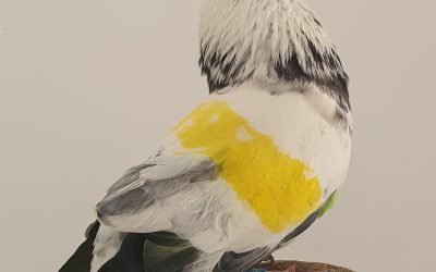 GAVINO AM-300596 * 400 PUNTOS *