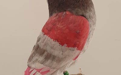 GAVINO AM-300586 * 400 PUNTOS *