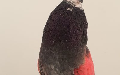 GAVINO AM-300505 * 600 PUNTOS *