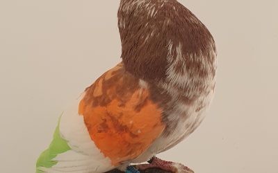 MOSCADO AM-300594 * 450 PUNTOS *