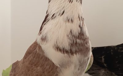 GAVINO DE ROJO AM-300580 * 400 PUNTOS *