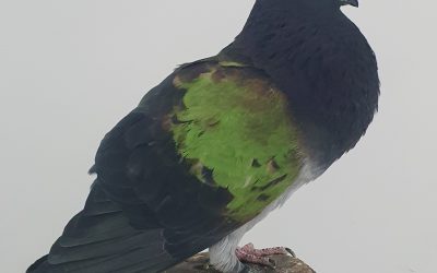 MAGAÑO AM-917421 * 350 PUNTOS *