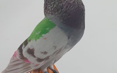 BAYO AM-300641 * 300 PUNTOS *