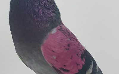 AZUL AM-917442 * 6200 PUNTOS *