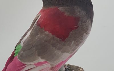 ROJO AM-917405 * 400 PUNTOS *