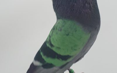 AZUL AM-300603 * 300 PUNTOS *