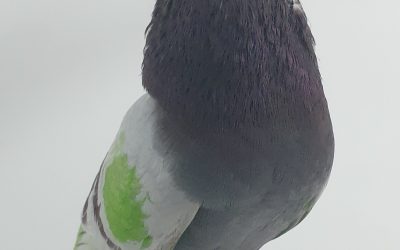 BAYO AM-300646 * 500 PUNTOS *