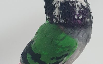 FIGURAS AM-300619 *****600 PUNTOS*****