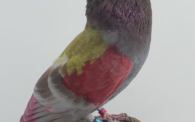 ROJO AM-373297 **400 PUNTOS **