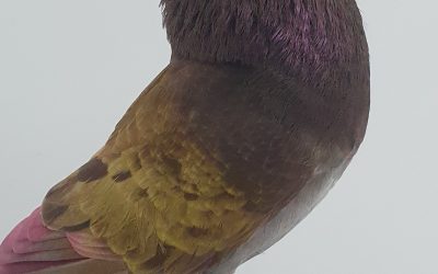 ROJO AM-300599 *400 PUNTOS*