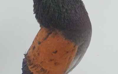 TENAO AM-300556 *350 PUNTOS*