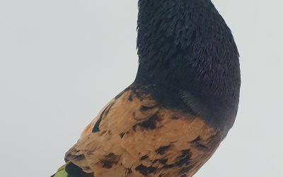 TREPADO PICHINO ****500 PUNTOS*****