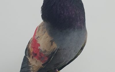 AUMADO AM- 300526 * 600 PUNTOS *