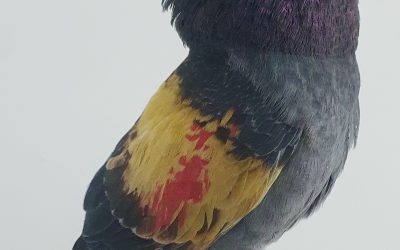 MAGAÑO AM-300617 * 350 PUNTOS *