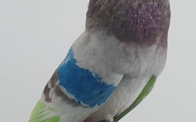 BAYO AM-300527 * 400 PUNTOS *