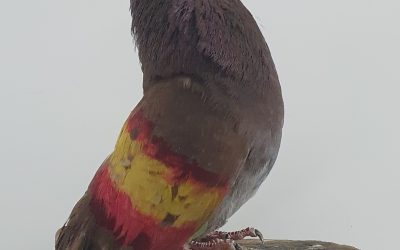 ROJO AL-917371 * 300 PUNTOS *