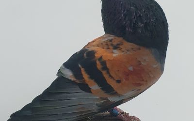 AZUL AM-373292 * 300 PUNTOS *