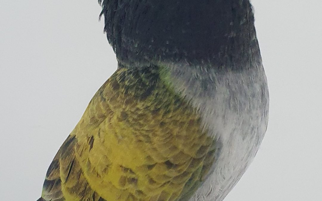 GAVINI AM-377013 * 300 PUNTOS *