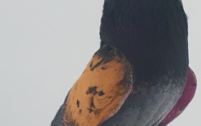 MAGAÑO AM-300602 * 300 PUNTOS *